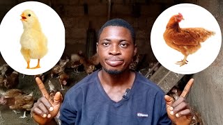 Secrete Between Day Old Chicks And Point Of Lay Chicken.