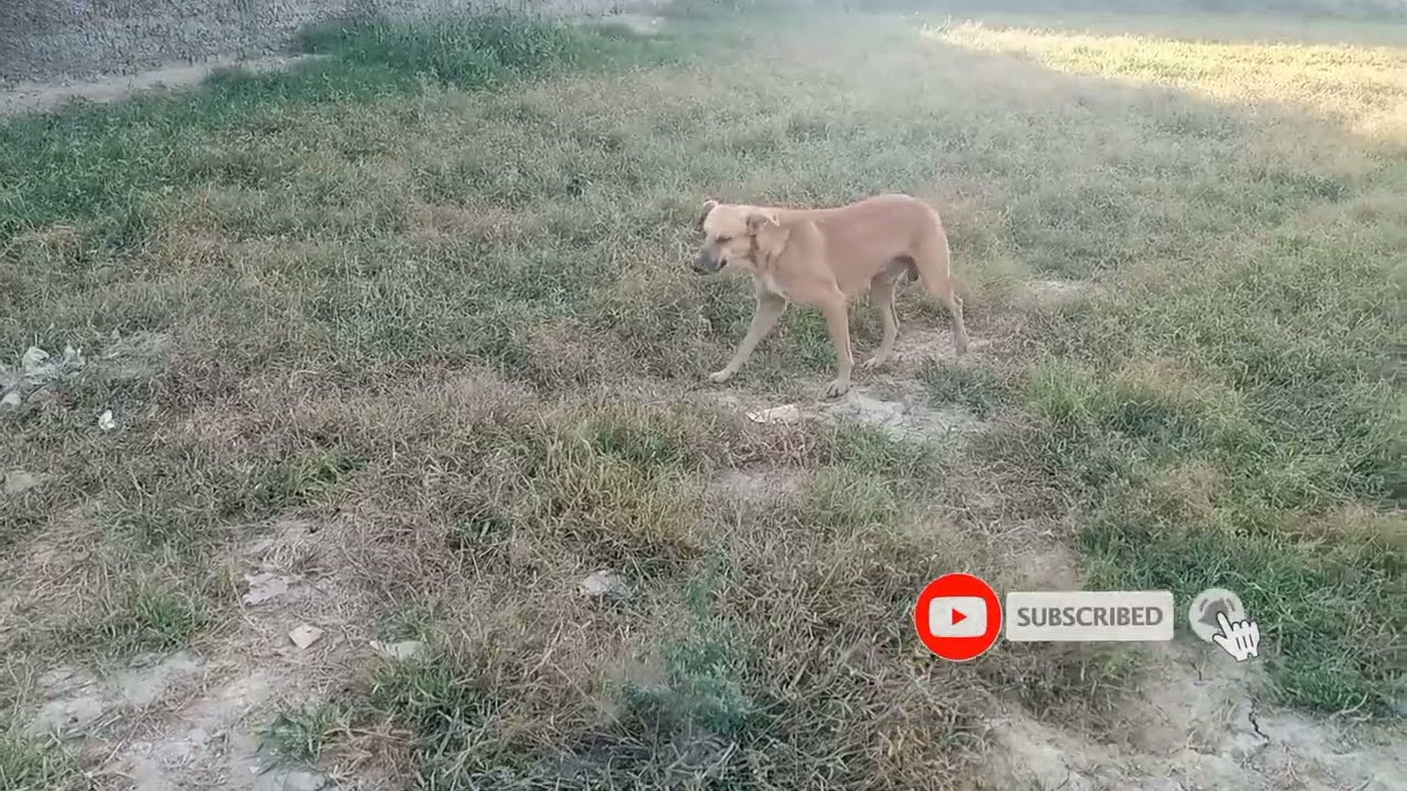 بہت خوبصورت ڈوگ دو گی ڈوگی کا وزن پچاس کلو ہے