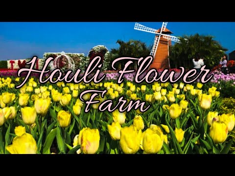 Houli Flower Farm |台中后里景點》中社觀光花市 | DJI Osmo Pocket 1 | Cinematic B roll | Pasyalan sa Taiwan