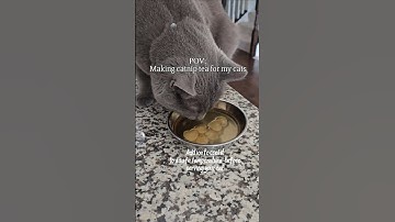 How to make catnip tea #cat #shortstrending #adorablecat
