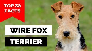 99% of Wire Fox Terrier Owners Don't Know This