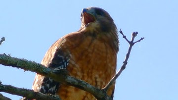 Red shouldered hawk call / sounds