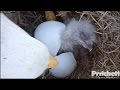 SWFL Eagles ~~ Welcome to the World E9!! Official Hatch 12.31.16
