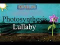 Bemular - Photosynthesis (lullaby)