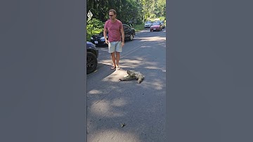 Man Rescues Stranded Sloth with Help from Another