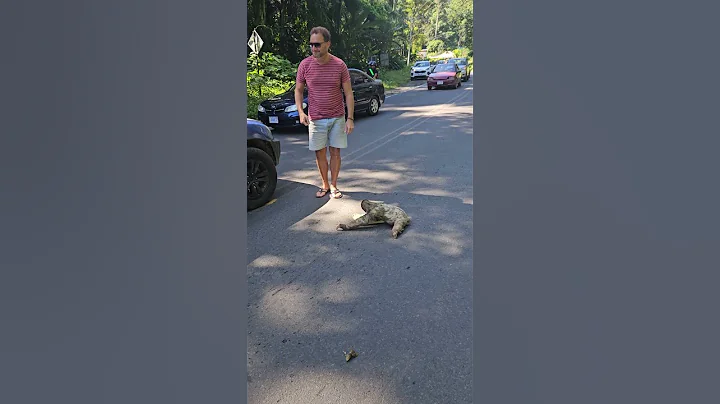 Man Rescues Stranded Sloth with Help from Another