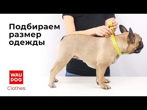 Как правильно измерить собаку для подбора одежды от WAUDOG