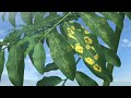 Coffee rust- world's most threatening coffee disease