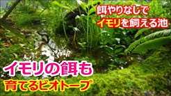 自然派ビオトープ 生態系で自然飼育