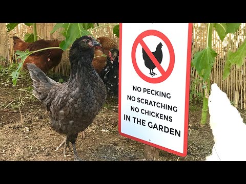 Video: Ochrana rostlin před kuřaty – How To Chicken Proof My Garden