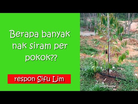 Video: Berapa banyak air dalam sebatang pokok?