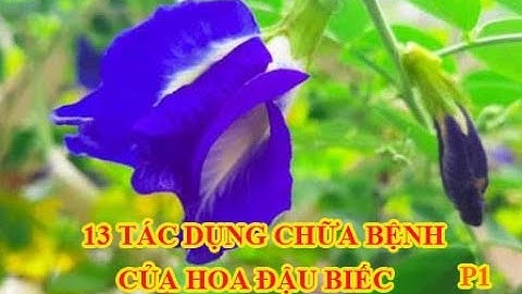 13 TÁC DỤNG CHỮA BỆNH CỦA HOA ĐẬU BIẾC VÀ CÁCH SỬ DỤNG .