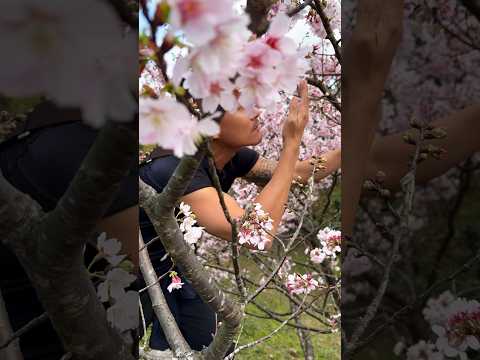 SAKURA | Japanese