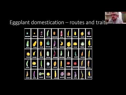 Mark Chapman: Eggplant origins, gene flow and domestication