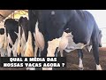 QUANTOS LITROS  NOSSAS VACAS AUMENTARAM NO COMPOST BARN?? O que mudou??