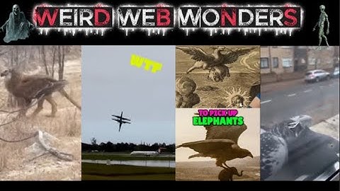 weird web wonders 33