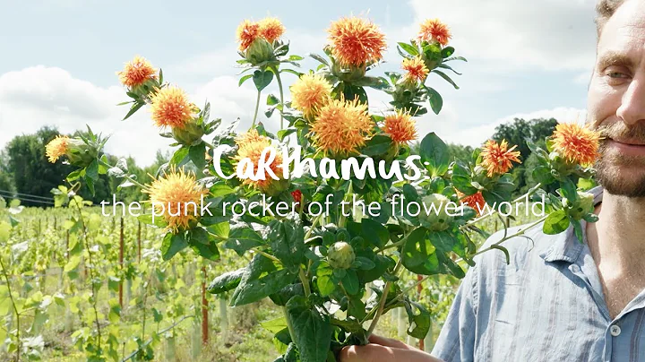 Carthamus: the punk rocker of the flower world