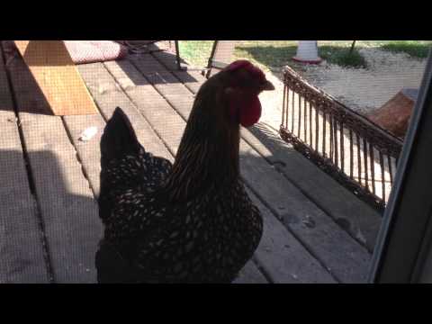 Video: Pot cânta găinile?
