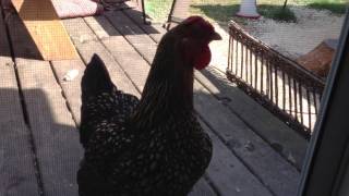Chickens singing the egg laying song