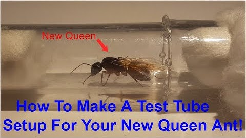 How To Make A Test Tube Set-up For New Queen Ants | Ant Keeping Tutorial