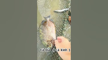 Cách  bắt cá Dìa cá Nâu không bị gai đâm - bao đăng bắt cá ở Đồi Nhái Vũng Tàu