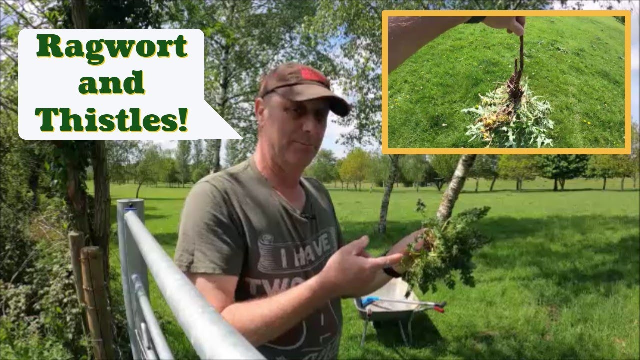 08/05/22.  Getting rid of Ragwort and Bull thistles.