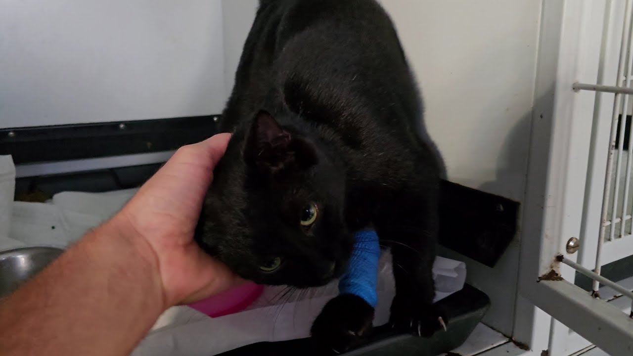 Most Affectionate Panther Is Recovering After Surgery and Will Soon Be  Released