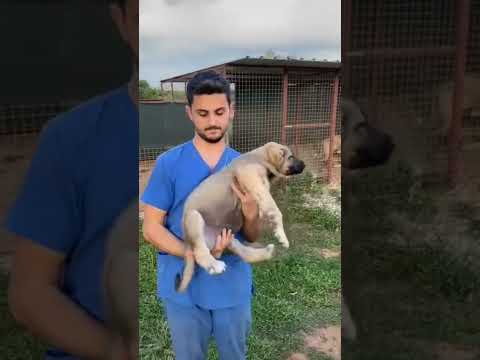 kangal dog transformation 🔥💥 | #shorts