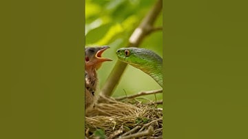 Snake was about to attack a baby bird, but right before mother bird fearlessly grabbed snake head