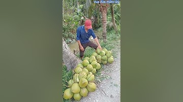 Vua Dừa Miền Tây// cây dừa xưa trái sai quá đạt chất lượng