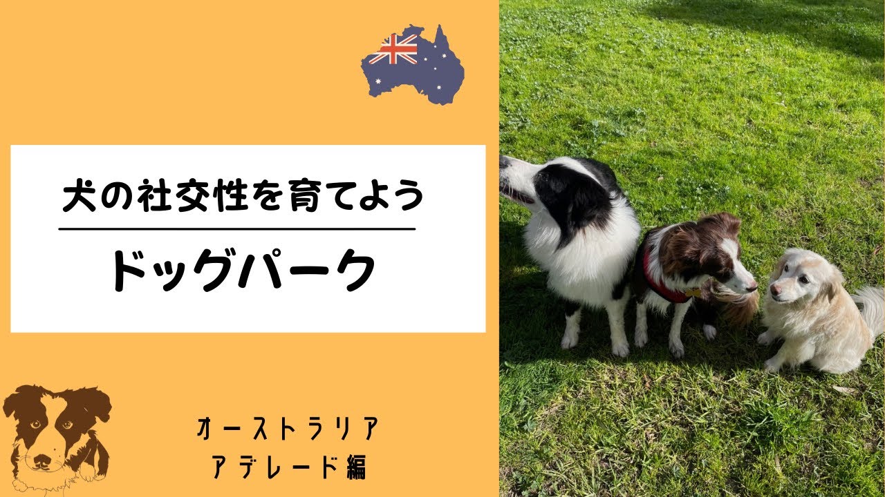 オーストラリアのドッグパークーアデレード編