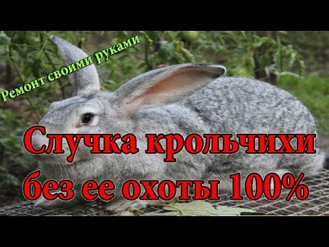 Случка крольчихи без ее охоты, работающий способ