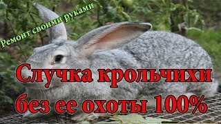 Случка крольчихи без ее охоты, работающий способ