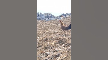 gà mái gọi trống chạy nhanh như ngựa đứt dây.poj qaib xeev lau dhia ceev tiag tiag