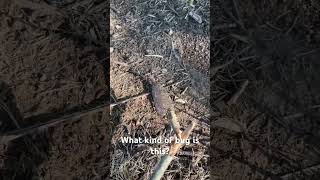 Kids found a big bug in the yard! #bug #bigbug