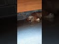 Dil Tut Gaya bhyi apna to🥺🥲 #shortsfeed #shorts #dog #animals #pets #fun #viral #funny #labrador