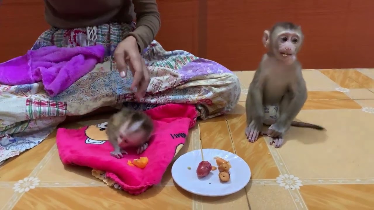 adorable baby monkey Rojo eat hotdog & orange