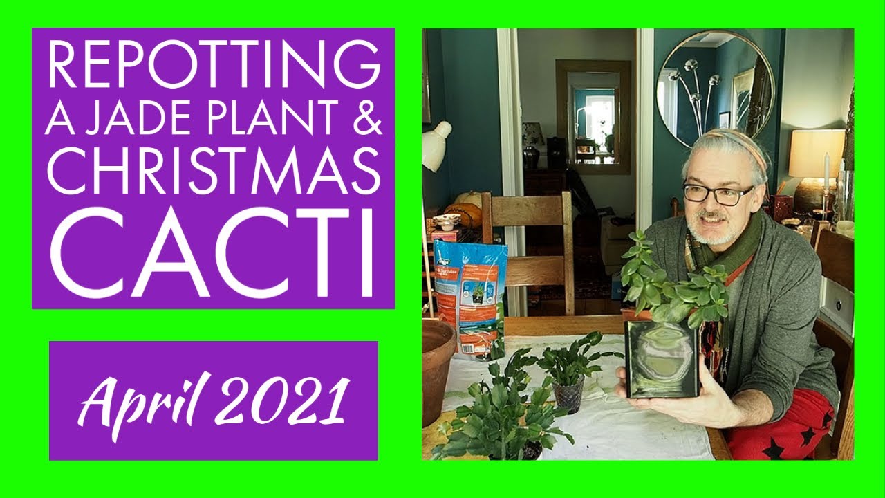 Repotting a Jade Plant & Christmas Cactus & Taking Cactus Cuttings