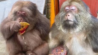 The monkey with the best mood on the Internet