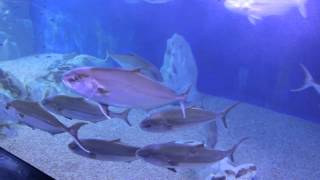 Acquario di Cala Gonone  / Dorgali (Sardegna) 1