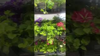 April 25 2025 Flower Update