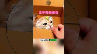 Minik Dişli Tatlı Kedi̇ 😻 🤭 📦