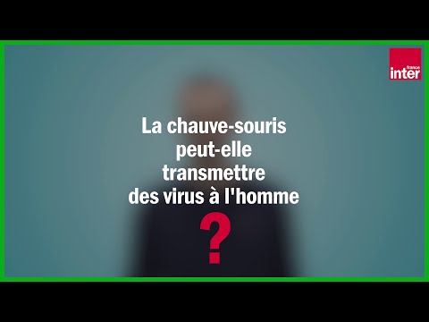 La chauve-souris peut-elle transmettre des virus aux humains ? par Julien Cappelle La chauve-souris peut-elle transmettre des virus aux humains ? par Julien Cappelle