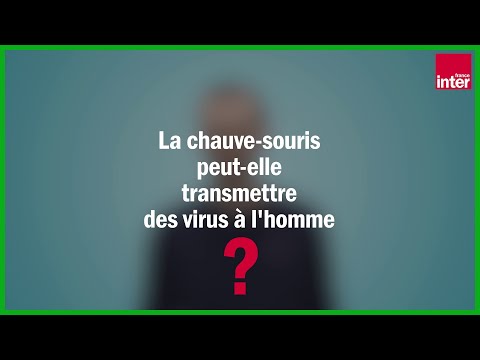 Vidéo: La Reproduction Des Chauves-souris D'Afrique De L'Est Peut Guider L'atténuation Des Risques De Propagation Des Coronavirus