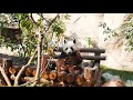 Панды в Московском зоопарке - 2