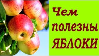#Яблоко. Чем полезен этот фрукт | VolkoFF_video