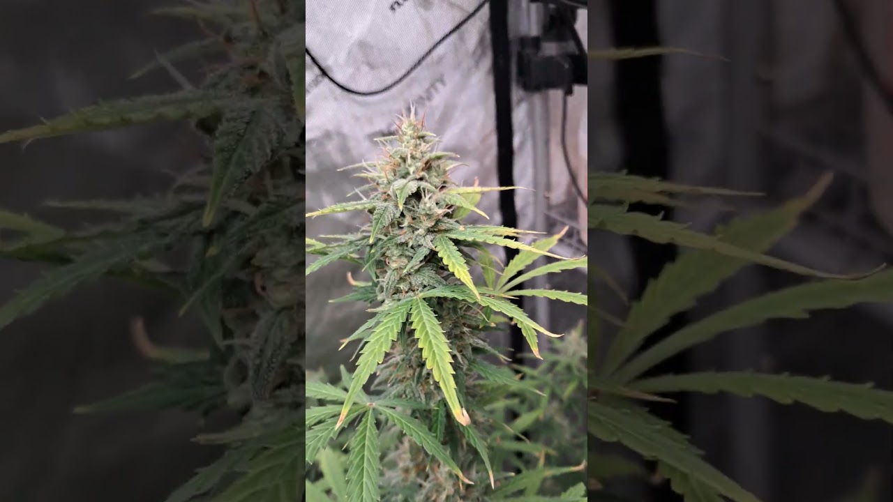 grape ape and northern lights grow flowering