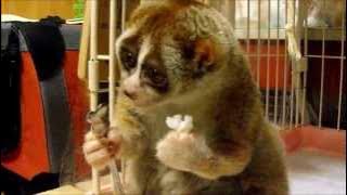 Slow Loris eating a Rice Ball