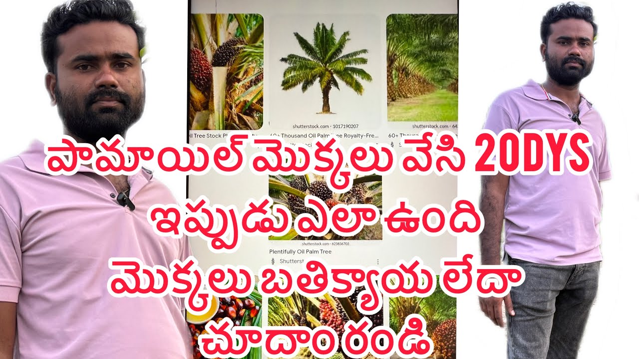 పామాయిల్ తోట ll pamail faming ll pamail plantation ll20days growth ll Rambabu farming vlogs ll#viral