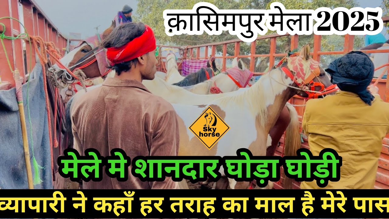 सस्ते घोड़ा घोड़ी मेले में आये गाड़ी 🚙 भर कर | #kasimpurghoda2025